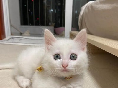 猫眼中的世界（猫的眼睛如何反映它们的情感和需要）