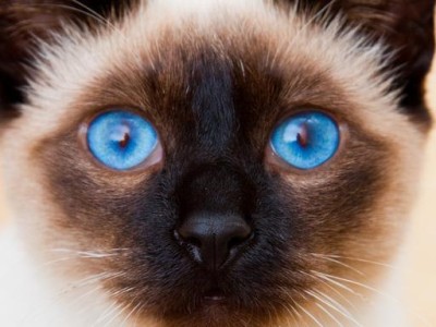 通过瞳孔颜色观察猫咪的情绪变化（瞳孔颜色揭示猫咪内心世界）