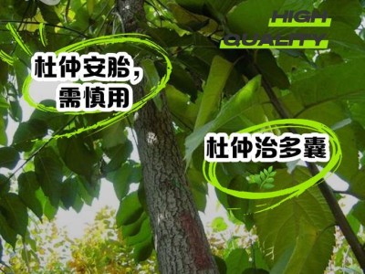 杜仲的神奇功效及用途（深入探究杜仲的保健奇效，助您拥有健康生活）