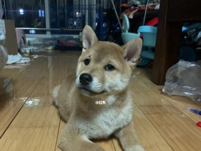 果冻手机（颠覆传统的智能手机体验）